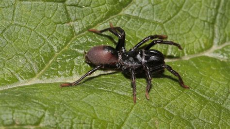 schwarze dicke spinne|heimische spinnen.